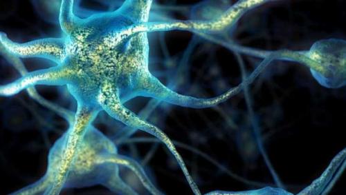Co je to nervový systém?