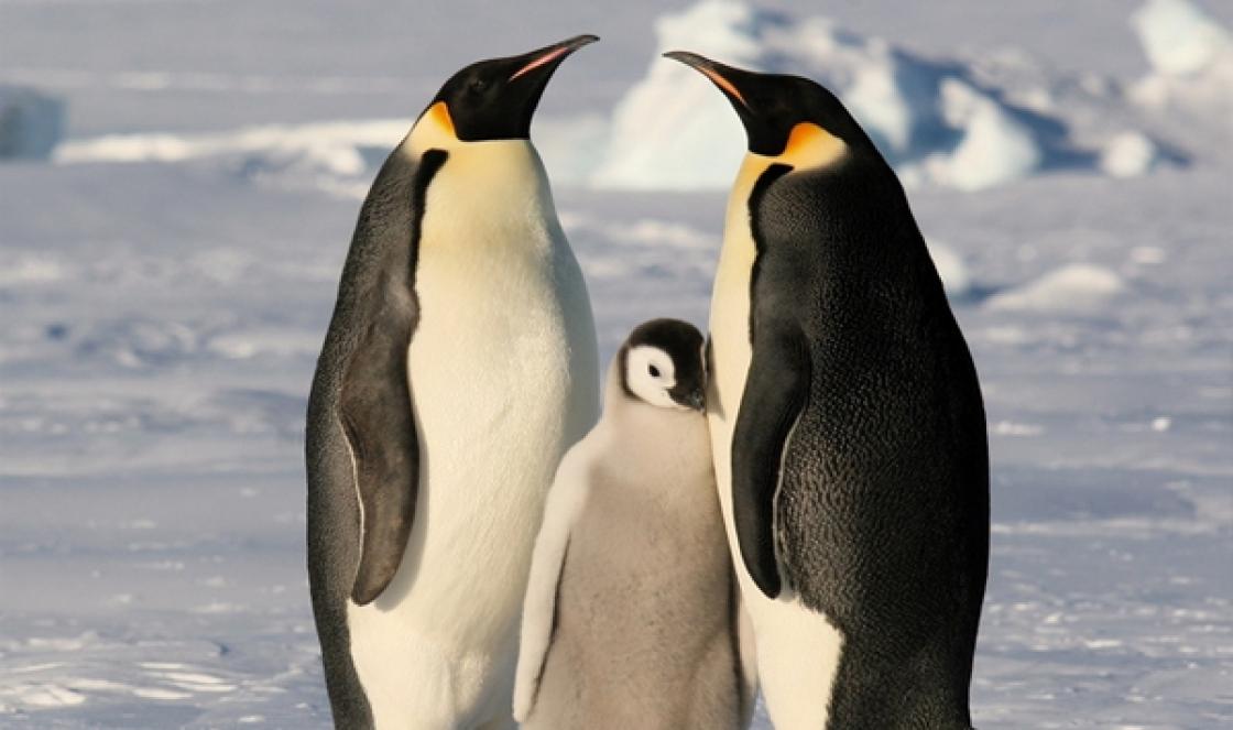 Антарктида: интересные факты, находки, открытия