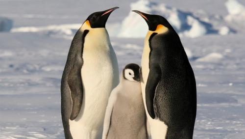 Антарктида: интересные факты, находки, открытия