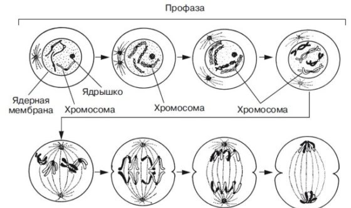 Mis on mitoosi ja meioosi bioloogiline tähtsus